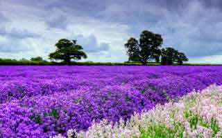 欢迎在宝塔面板安装Z-BlogPHP！